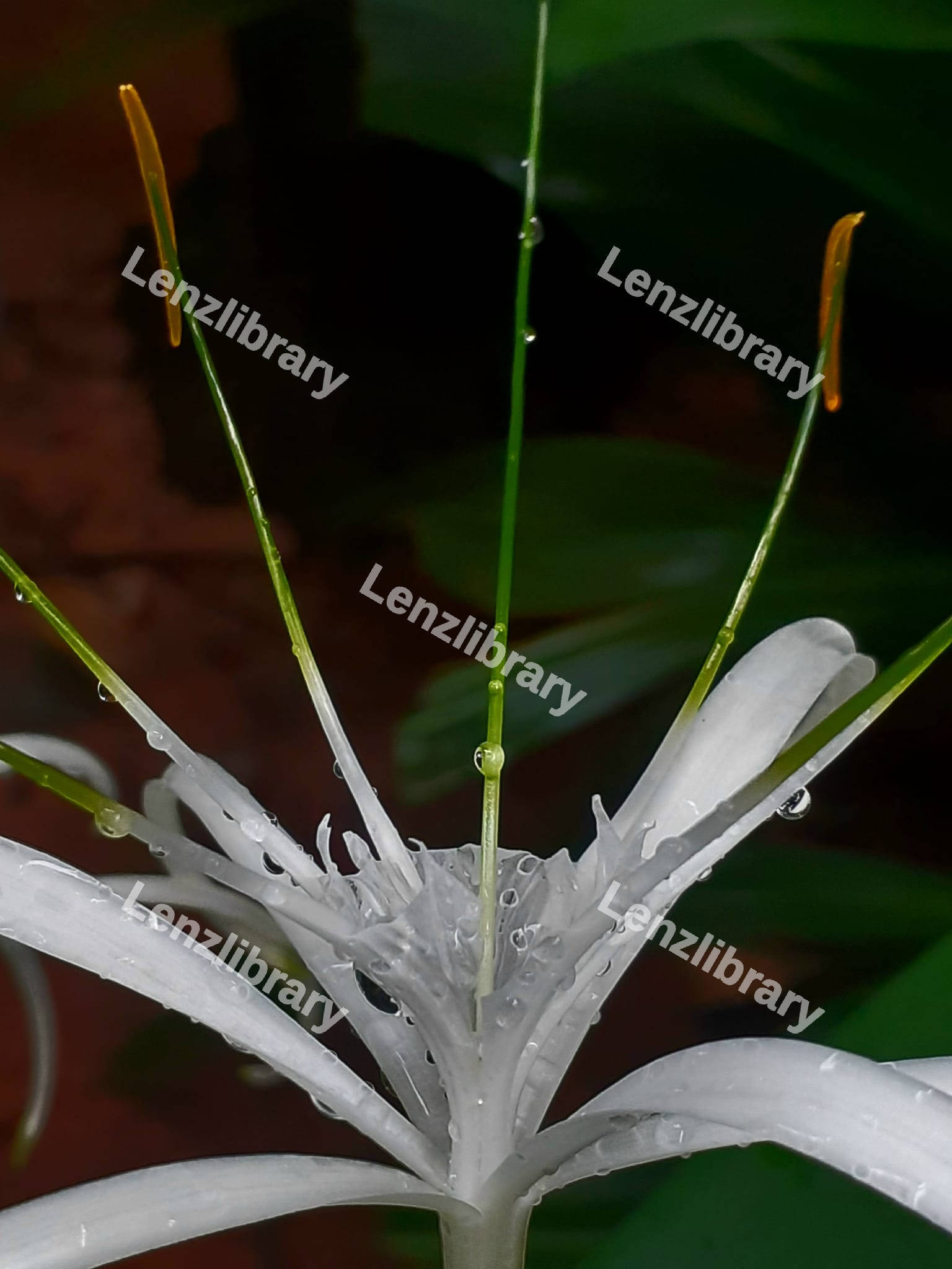 Spider Lily Flower